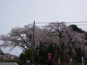 興福寺桜
