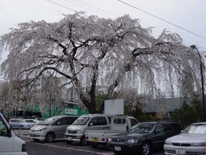 サエキ桜
