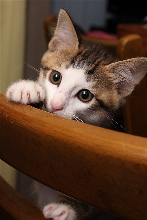 子ねこのマロン_001