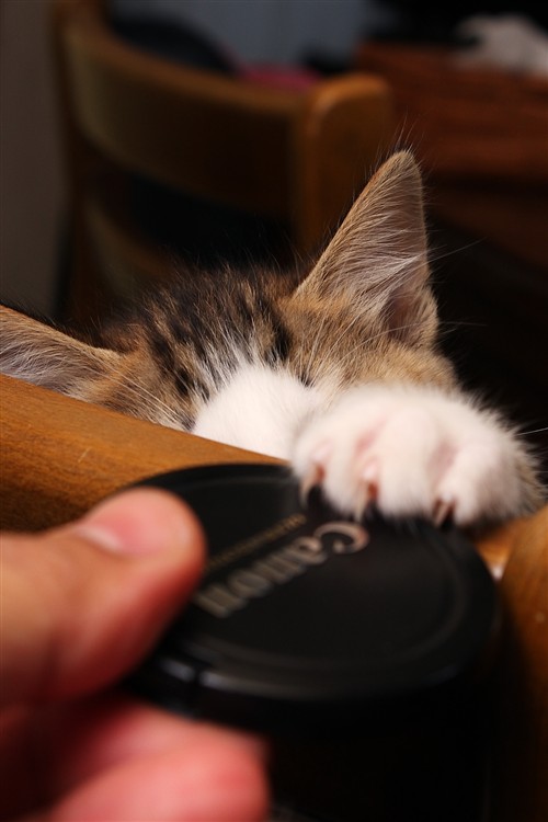 子ねこのマロン_002