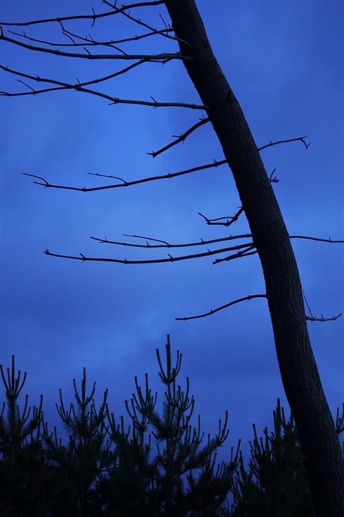夕暮れの木