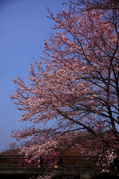昭和記念公園・桜