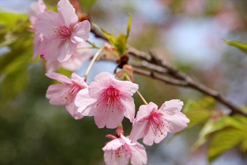 昭和記念公園・桜