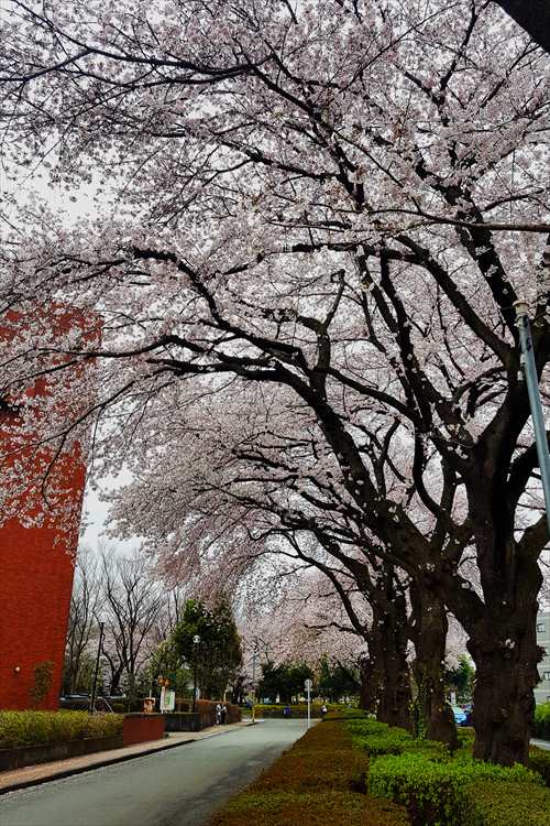 日野市役所前の桜