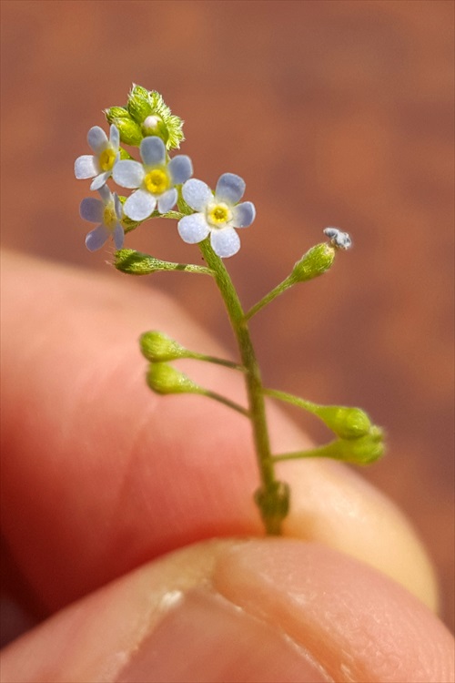 わすれな草