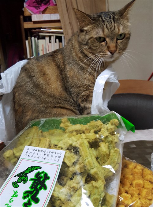 不機嫌袋入りシャオラン