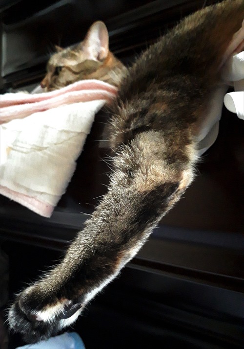 シャオランたんすの引き出し