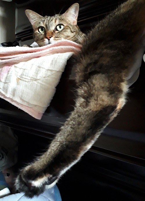 シャオランたんすの引き出し