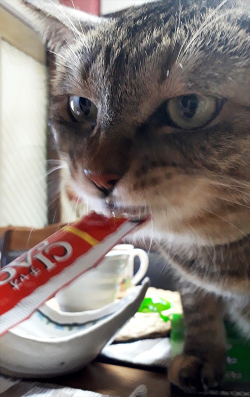 シャオラン、ちゃおちゅーる