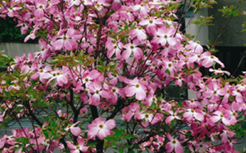 花水木
