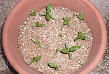 植木鉢苗.jpg