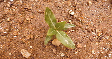 植えた苗.jpg