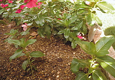 花水木下.jpg