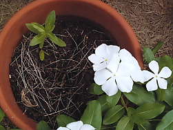 植木鉢.jpg