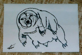 29クマムシ.jpg