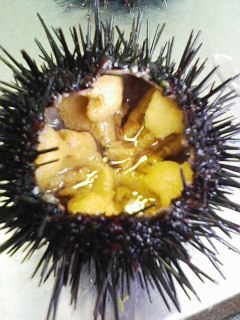 uniuni