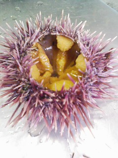 uni9