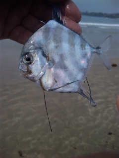 魚