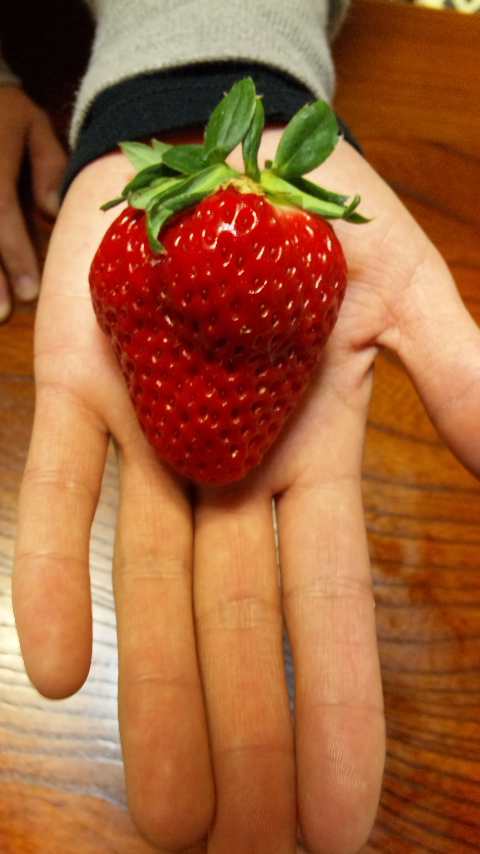イチゴ