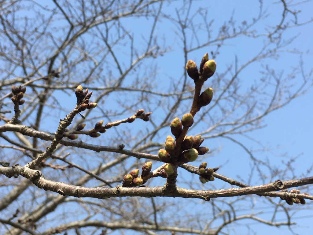 ぺんぺん草 の 花 が 咲き まし たよ