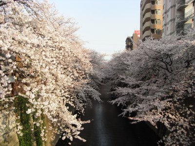 Sakura@Meguro River