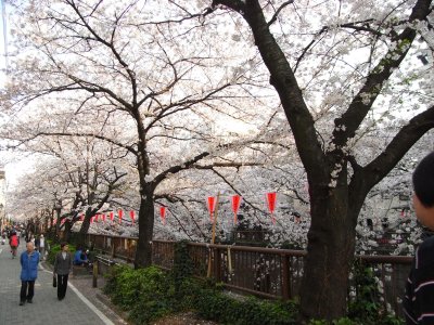 Sakura@Meguro River 2