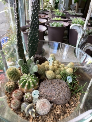苔リウムとサボテンのテラリウム🌵 | HANABUMON
