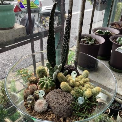 苔リウムとサボテンのテラリウム🌵 | HANABUMON