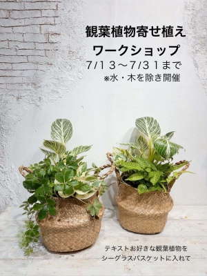 観葉植物寄せ植えいつでもワークショップ開催 | HANABUMON