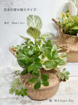 観葉植物寄せ植えいつでもワークショップ開催 | HANABUMON