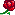 バラ