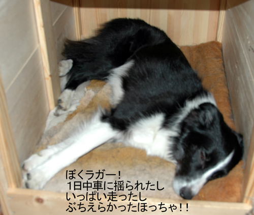ラガー