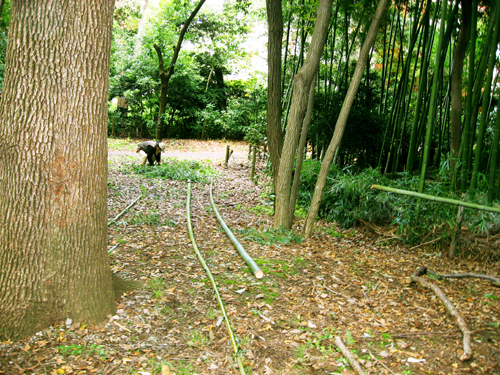 真竹の伐採１