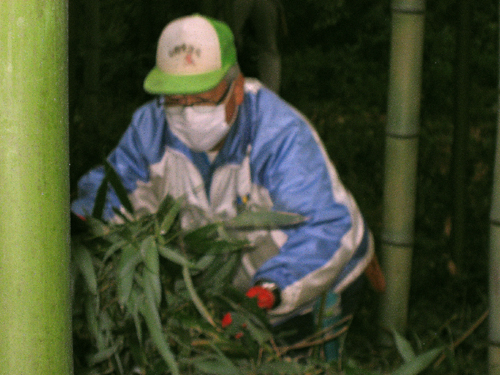 真竹の伐採3