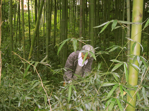 真竹の伐採4