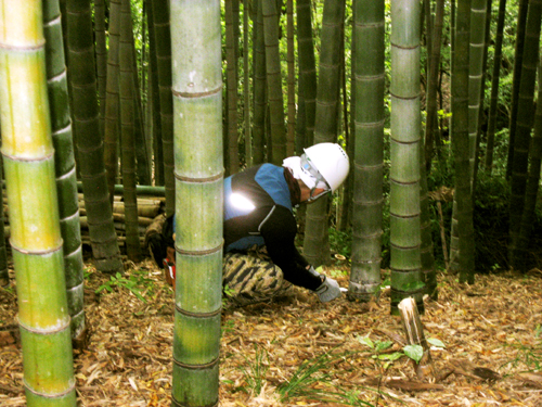 孟宗竹の伐採１