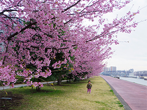 sakura