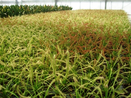食虫植物