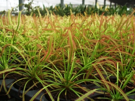 食虫植物