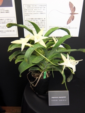 蘭展