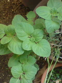20100428141041.jpg