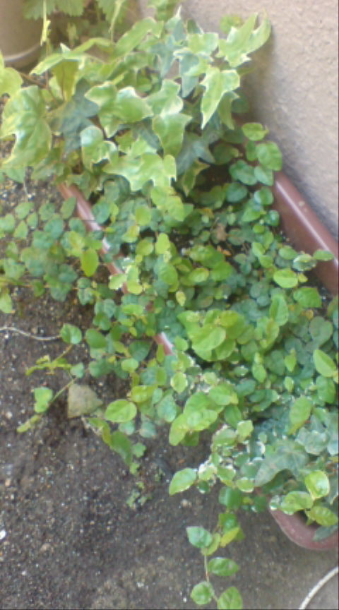 20100428140637.jpg