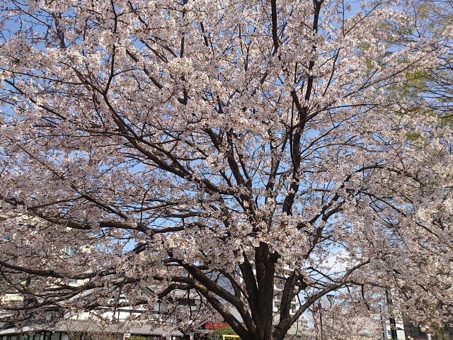 sakura 2012-4-1