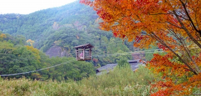 十津川村昴の郷の野猿