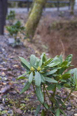 滝の湯石楠花植栽