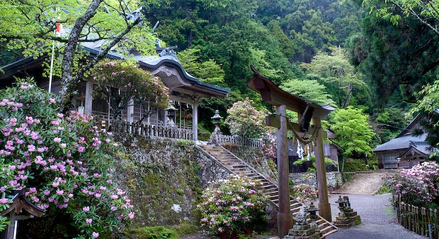 玉置神社石楠花