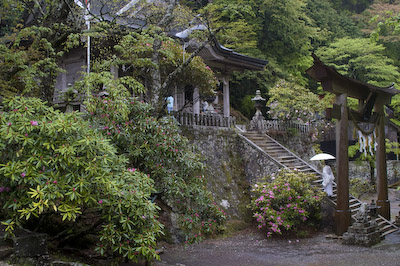 玉置神社境内シャクナゲ2