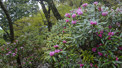 玉置神社境内シャクナゲ5