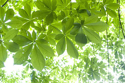 十津川村新緑