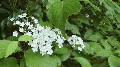 卯の花